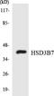 Hydroxy-Delta-5-Steroid Dehydrogenase, 3 Beta- And Steroid Delta-Isomerase 7 antibody, LS-C292069, Lifespan Biosciences, Western Blot image 