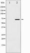 Paxillin antibody, TA327809, Origene, Western Blot image 