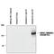 Glutamate Ionotropic Receptor NMDA Type Subunit 1 antibody, PPS083, R&D Systems, Western Blot image 