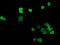Replication Termination Factor 2 antibody, LS-C172676, Lifespan Biosciences, Immunofluorescence image 