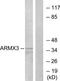 Armadillo Repeat Containing X-Linked 3 antibody, TA315486, Origene, Western Blot image 