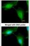 RING finger protein 114 antibody, PA5-21815, Invitrogen Antibodies, Immunofluorescence image 