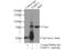 Poly(A) Binding Protein Cytoplasmic 1 antibody, 10970-1-AP, Proteintech Group, Immunoprecipitation image 