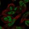 Refilin A antibody, HPA058911, Atlas Antibodies, Immunofluorescence image 
