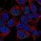 NK2 Homeobox 4 antibody, NBP2-57854, Novus Biologicals, Immunofluorescence image 