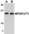 Protein O-Fucosyltransferase 1 antibody, LS-C83909, Lifespan Biosciences, Western Blot image 