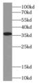 Exonuclease 3'-5' Domain Containing 1 antibody, FNab02889, FineTest, Western Blot image 