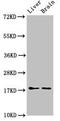 Heat shock protein beta-6 antibody, orb52663, Biorbyt, Western Blot image 