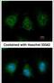 Triokinase And FMN Cyclase antibody, PA5-27842, Invitrogen Antibodies, Immunofluorescence image 