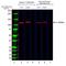 Heat shock 70 kDa protein 4 antibody, HCA273, Bio-Rad (formerly AbD Serotec) , Western Blot image 