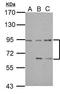 DEPDC1A antibody, GTX117924, GeneTex, Western Blot image 