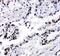 F-Box And Leucine Rich Repeat Protein 4 antibody, PA5-79240, Invitrogen Antibodies, Immunohistochemistry paraffin image 