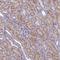 Ankyrin Repeat And Sterile Alpha Motif Domain Containing 4B antibody, NBP1-91672, Novus Biologicals, Immunohistochemistry frozen image 