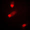 Mitogen-Activated Protein Kinase Kinase 4 antibody, LS-C352843, Lifespan Biosciences, Immunofluorescence image 