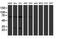 Pallidin antibody, NBP2-01763, Novus Biologicals, Western Blot image 