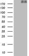 Laminin subunit alpha-4 antibody, TA805722, Origene, Western Blot image 