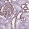 KIAA0040 antibody, NBP2-49573, Novus Biologicals, Immunohistochemistry frozen image 