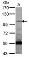 Protocadherin Gamma Subfamily C, 5 antibody, GTX117874, GeneTex, Western Blot image 