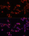 ADP/ATP translocase 1 antibody, 18-362, ProSci, Immunofluorescence image 