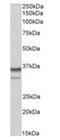 Heterogeneous nuclear ribonucleoproteins A2/B1 antibody, orb176718, Biorbyt, Western Blot image 
