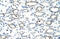 Forkhead Box Q1 antibody, ARP39755_T100, Aviva Systems Biology, Immunohistochemistry paraffin image 