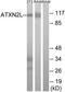 Ataxin 2 Like antibody, TA315171, Origene, Western Blot image 
