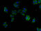 Kynurenine 3-Monooxygenase antibody, A55858-100, Epigentek, Immunofluorescence image 