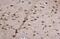 Histone Deacetylase 11 antibody, NBP2-16789, Novus Biologicals, Immunohistochemistry paraffin image 