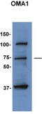 OMA1 Zinc Metallopeptidase antibody, TA340395, Origene, Western Blot image 
