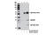 CUE domain-containing protein 2 antibody, 12294S, Cell Signaling Technology, Immunoprecipitation image 