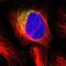 Mitochondrial Calcium Uniporter antibody, NBP1-88534, Novus Biologicals, Immunofluorescence image 