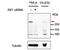 Replication Timing Regulatory Factor 1 antibody, MBS422912, MyBioSource, Western Blot image 