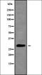 Rac Family Small GTPase 1 antibody, orb378394, Biorbyt, Western Blot image 
