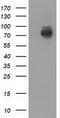 Phosphoinositide-3-Kinase Adaptor Protein 1 antibody, TA501754S, Origene, Western Blot image 