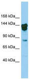 Homeobox protein cut-like 2 antibody, TA342451, Origene, Western Blot image 