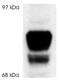 Nuclear Receptor Subfamily 3 Group C Member 1 antibody, GTX16319, GeneTex, Western Blot image 