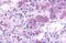 Neuropeptides B And W Receptor 1 antibody, MBS247084, MyBioSource, Immunohistochemistry frozen image 