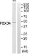 Forkhead Box D4 antibody, TA313874, Origene, Western Blot image 