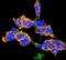 O-Linked N-Acetylglucosamine antibody, NBP2-59309, Novus Biologicals, Immunofluorescence image 