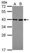 Nuclear Receptor Binding Factor 2 antibody, GTX119687, GeneTex, Western Blot image 