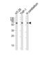 CGAS antibody, LS-C168697, Lifespan Biosciences, Western Blot image 