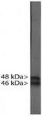 RNA Binding Fox-1 Homolog 3 antibody, TA309831, Origene, Western Blot image 