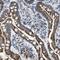 PTK6 antibody, FNab00959, FineTest, Immunohistochemistry frozen image 