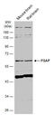 Prosaposin antibody, GTX101064, GeneTex, Western Blot image 