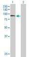 Zyg-11 Related Cell Cycle Regulator antibody, H00010444-B01P, Novus Biologicals, Western Blot image 