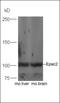 Rap Guanine Nucleotide Exchange Factor 4 antibody, orb221404, Biorbyt, Western Blot image 