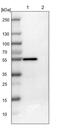 Forkhead Box J1 antibody, PA5-52189, Invitrogen Antibodies, Western Blot image 