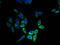 Cytochrome B5 Type B antibody, A62362-100, Epigentek, Immunofluorescence image 