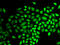 Ubiquitin carboxyl-terminal hydrolase 7 antibody, LS-C332078, Lifespan Biosciences, Immunofluorescence image 