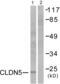 Claudin 5 antibody, abx013036, Abbexa, Western Blot image 